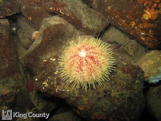 Photo of Strongylocentrotus droebachiensis